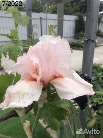 Ирис одноцветный