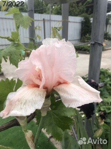 Ирис одноцветный