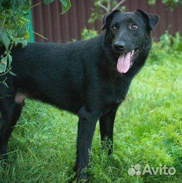 Собака в добрые руки