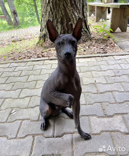 Вязка собак