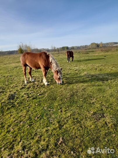 Жеребец тяжеловоз