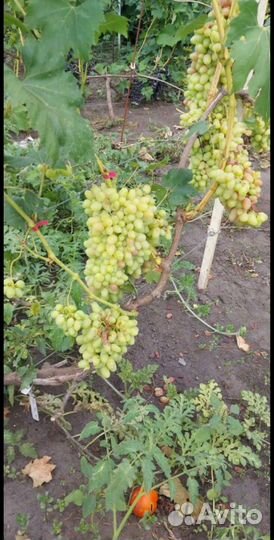 Саженцы и черенки винограда