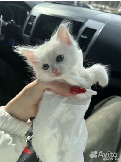 Турецкая ангора