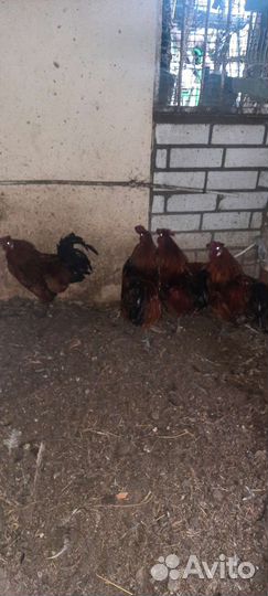 Куры.Петухи