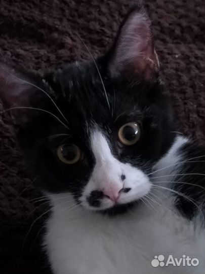 Коты в добрые руки