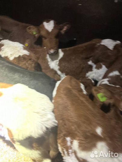 Отменные телята бычки с доставкой на транспорте