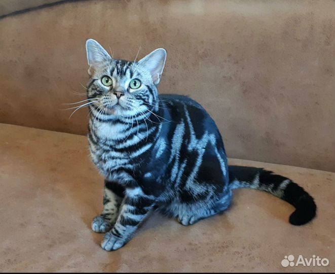 Американский короткошерстный мальчик