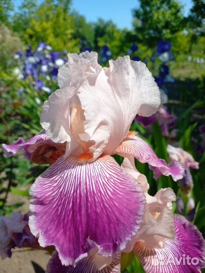 Ирисы бородатые сортовые
