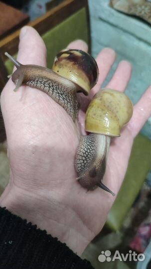 Улитки ахатин