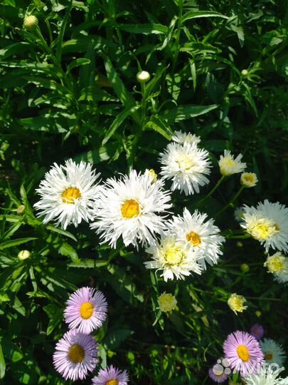 Многолетники для сада