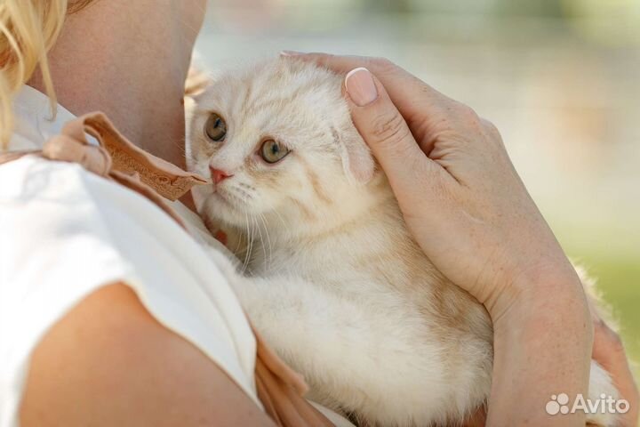 Шотландские котята
