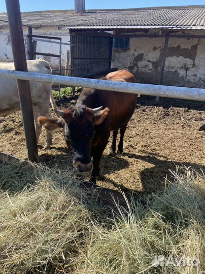 Джерсийская телка