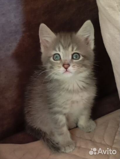 Котеночек