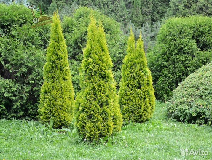 Туя 170 см