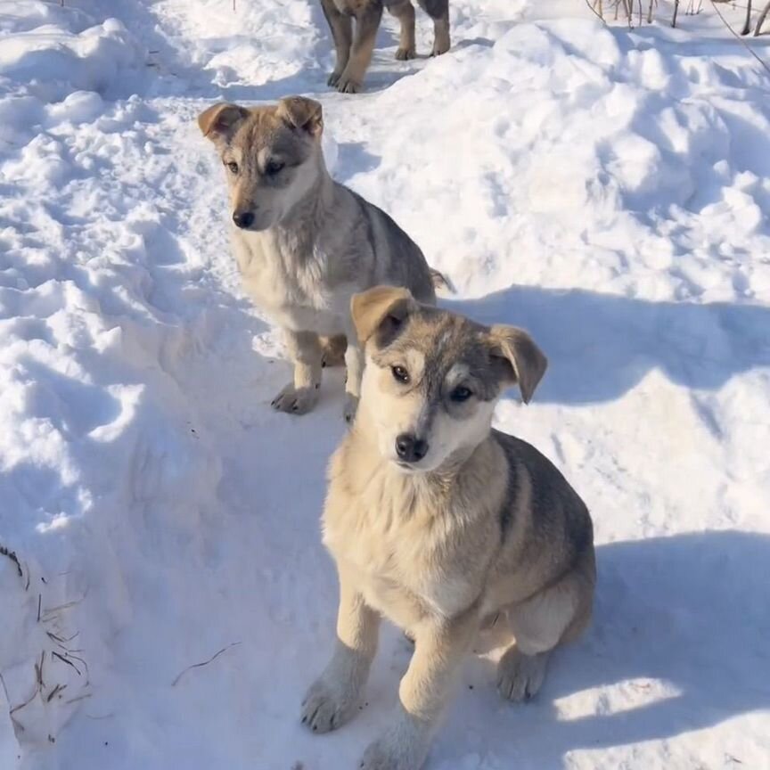 Щенок в добрые руки