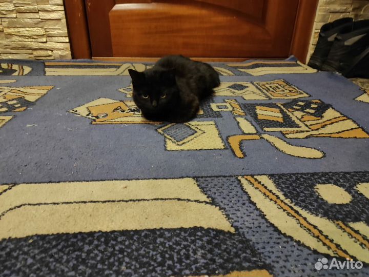 Кошка подросток в добрые руки