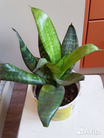 Сансевиерия