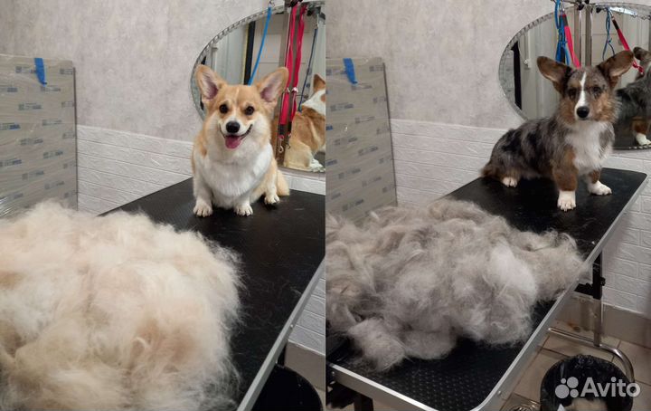 Груминг-Стрижка-Экспресс линька собак