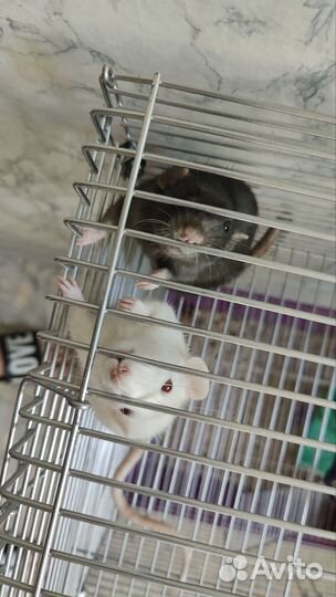 Крысы дамбо девочки