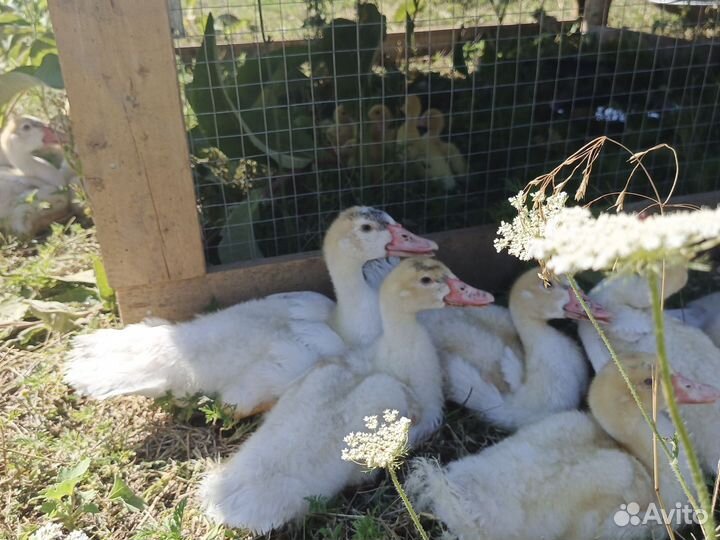 Утки тяжелой линии белые французы