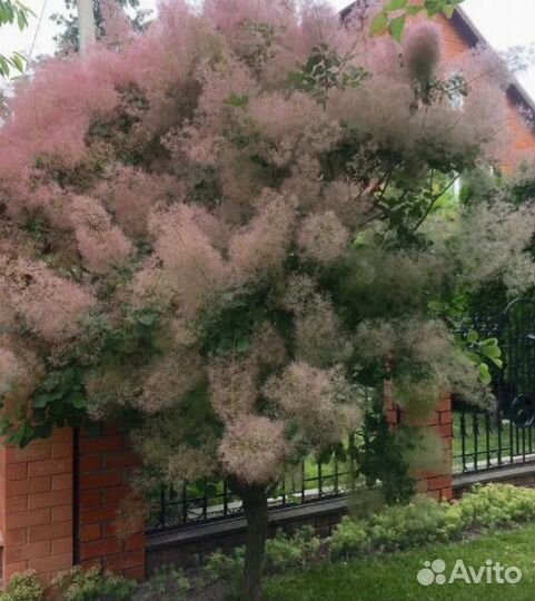 Скумпия кожевенная саженцы