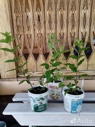 Гортензия метельчатая Ванила фрайз