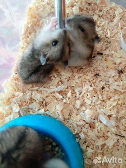 Джунгарский хомяк