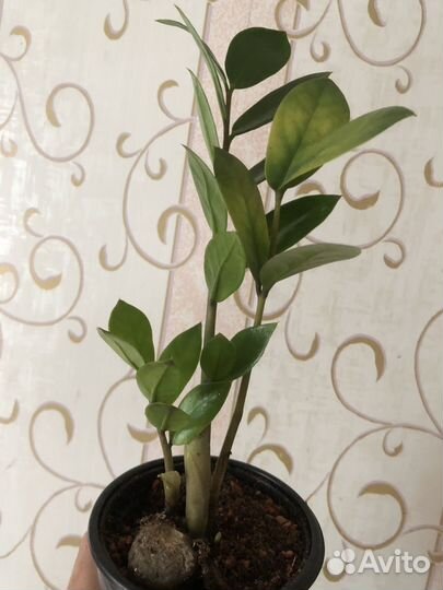 Замиокулькас