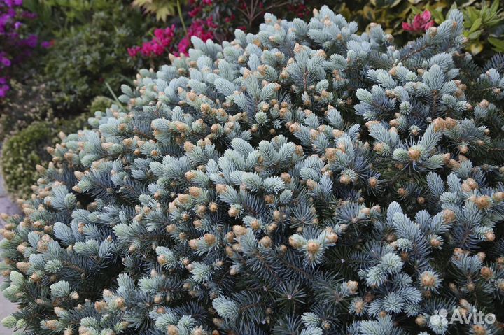 Ель Глаука Глобоза (Glauca Globosa)