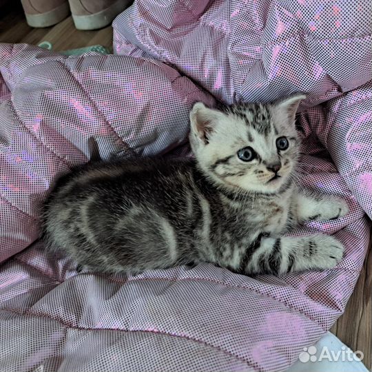Кот в добрые руки бесплатно