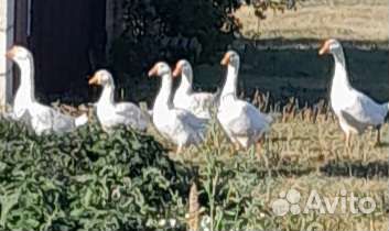 Гусята породы Линда Взрослые гуси