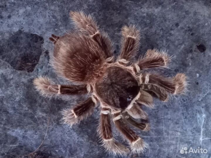 Паук птицеед самка