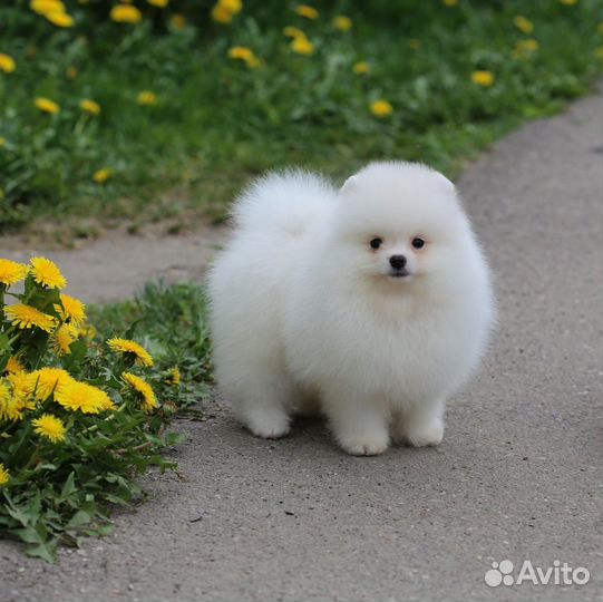 Шпицулька айс крем