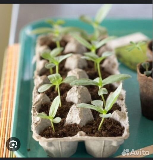 Лоток, контейнер, упаковка для яиц