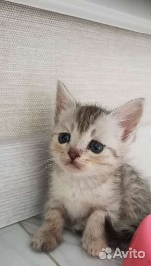 Вислоухие котята