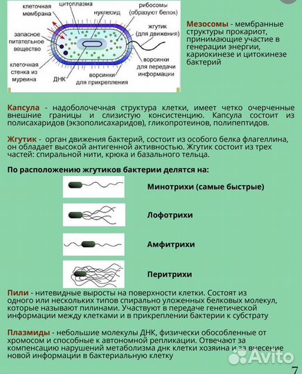 Методичка по микробиологии