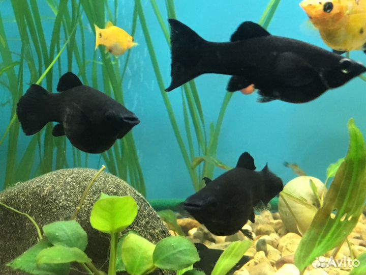 Аквариумные рыбки