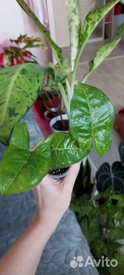 Сингониумы