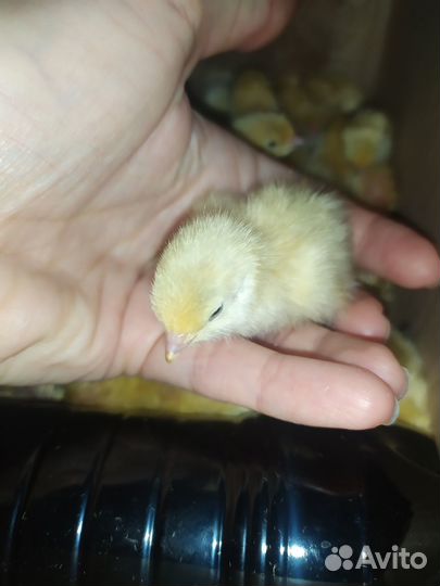 Перепелята, цыплята, утята и инкубация ваших яиц