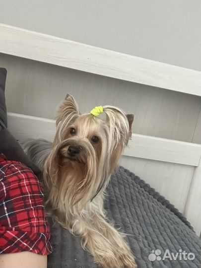 Йоркширский терьер вязка девочка