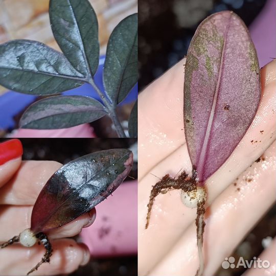 Замиокулькас Блэк Пинк black pink short leaf long