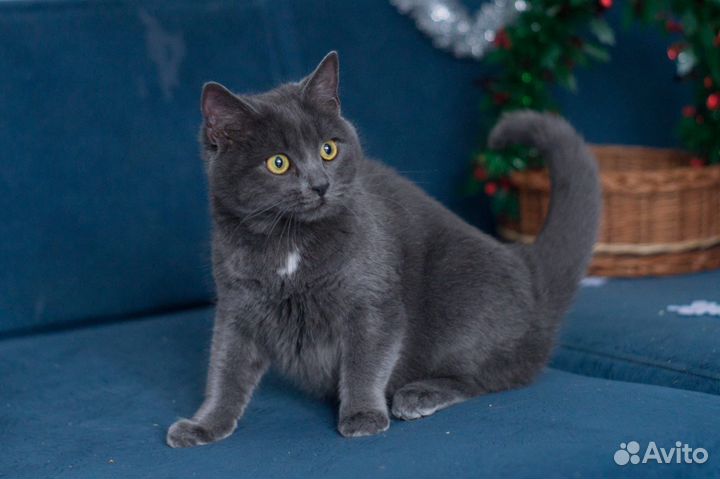Котик в добрые руки