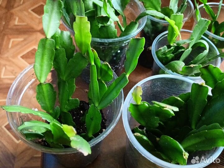 Денежное (толстянка), хлорофитум