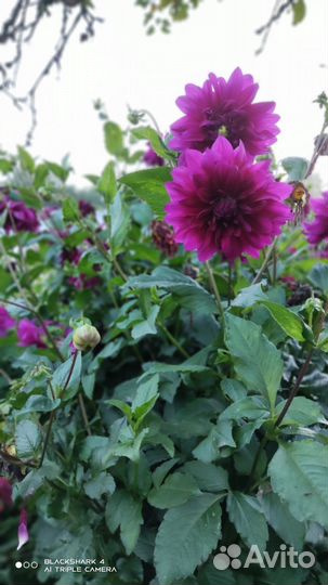 Георгины клубни