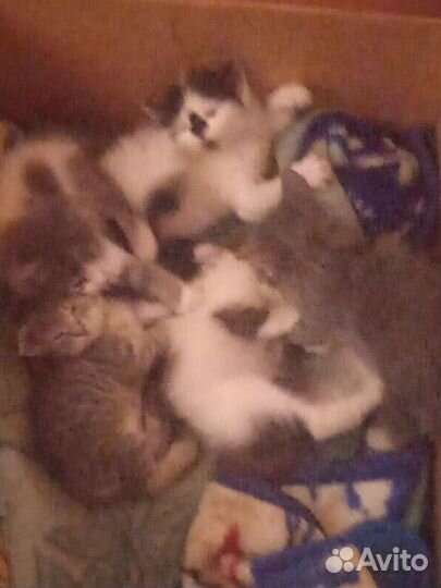 Отдам котят в хорошие руки