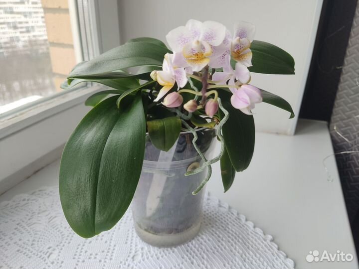 Орхидея фаленопсис 3 в 1