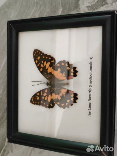 Насекомые в рамке