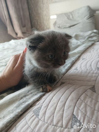 Шотландская вислоухая