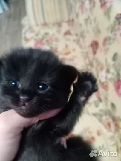 Котенок Мрак