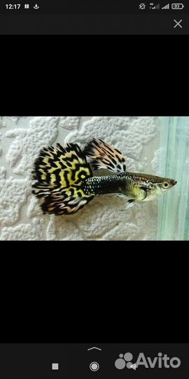 Рыбки Гуппи